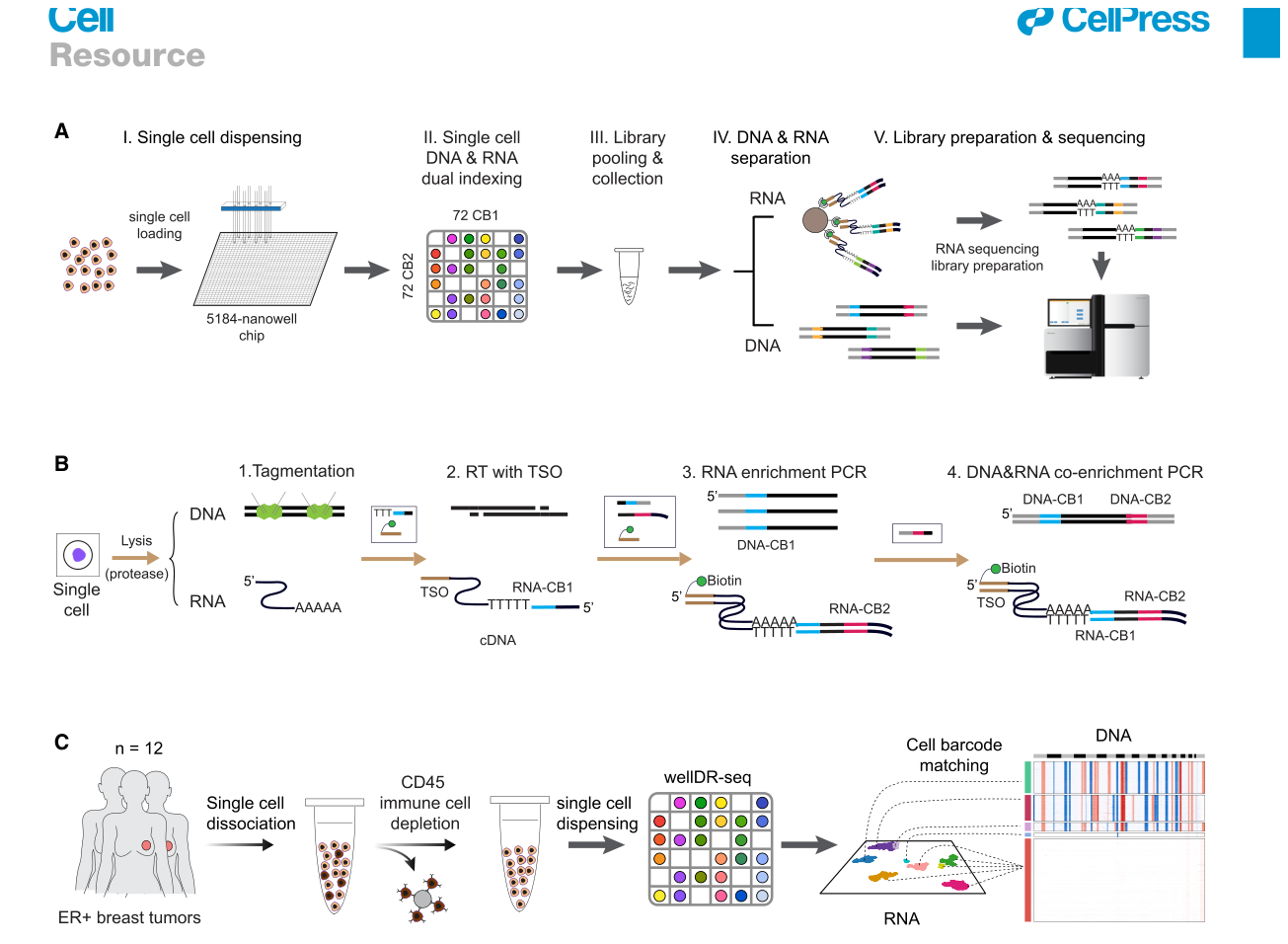 WELLDR-SEQ · CELL 2025 · 论文方法图